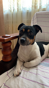 Jack Russell (4 foto / 7)