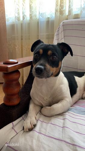 Jack Russell (foto #4)