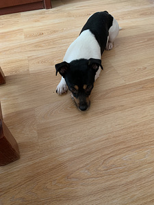 Jack Russell (6 foto / 7)