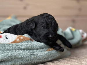 Black Russian terrier puppies