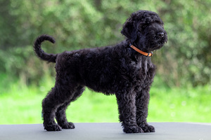 Русские черные терьеры (4 фото из 7)