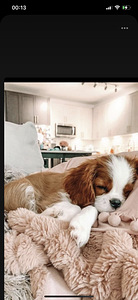 Müüa cavalier king charles spanjel kutsikad (4 foto / 4)