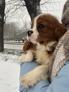 Müüa cavalier king charles spanjel kutsikad (1 foto / 4)