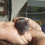 Dekoratiivseid täisverelisi hiiri (foto #1)