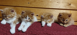 КОТЯТА (1 фото из 3)