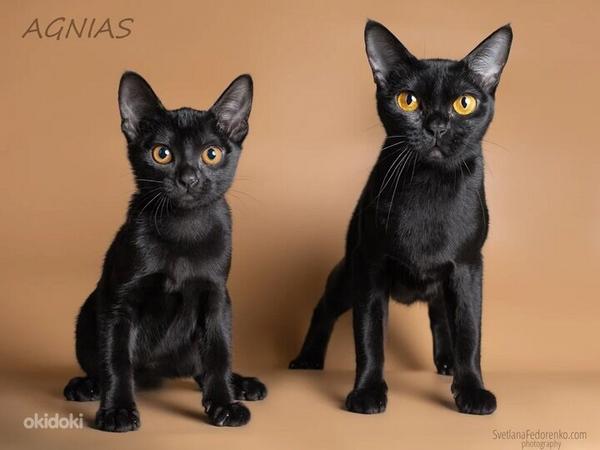 Бомбейские котята (фото #4)