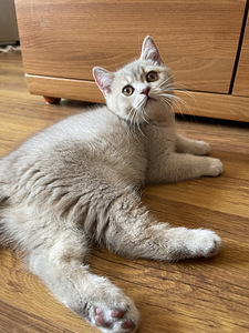 British shorthair (8 foto / 10)