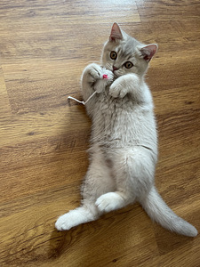 British shorthair (3 foto / 10)