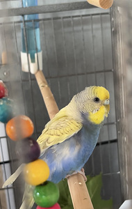 Laiguline papagoi (2 foto / 3)