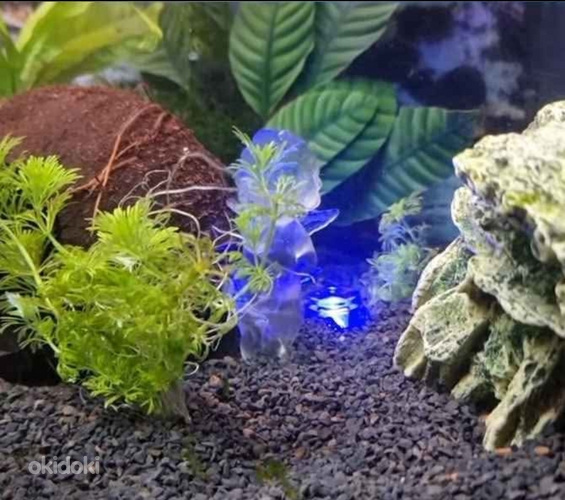 LED-lamp iminapaga akvaariumi / dekoratsiooni jaoks