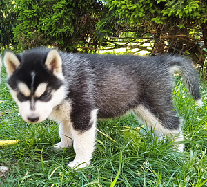 Husky lapsed (5 foto / 10)