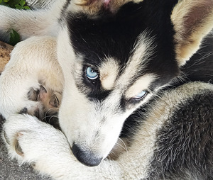 Husky kutsikad (1 foto / 10)