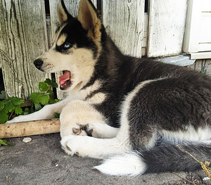 Husky kutsikad (2 foto / 10)