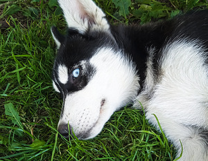 Husky kutsikad (3 foto / 10)