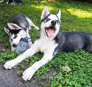 Husky kutsikad (7 foto / 10)