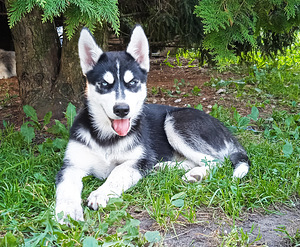 Husky kutsikad (2 foto / 10)