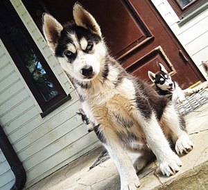 Husky kutsikad (6 foto / 10)