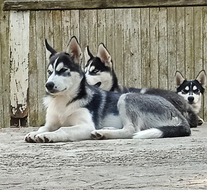 Husky kutsikas (1 foto / 5)