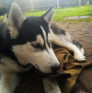 Kutsikas husky (5 foto / 10)