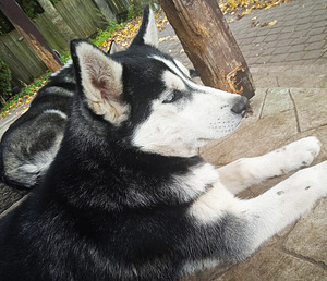 Kutsikas husky (7 foto / 10)