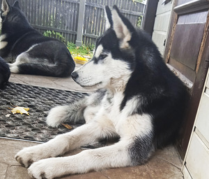 Husky tüdruk (6 foto / 10)