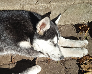 Husky tüdruk (3 foto / 10)