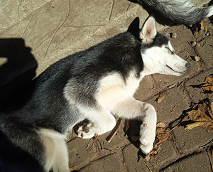 Husky tüdruk (6 foto / 10)