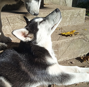 Husky tüdruk (10 foto / 10)
