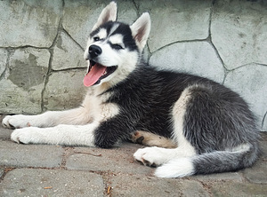 Husky kutsikas (1 foto / 9)