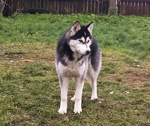 Husky kutsikas (7 foto / 9)