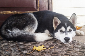 Husky kutsikas (8 foto / 8)