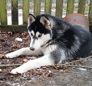Husky kutsikas (4 foto / 5)