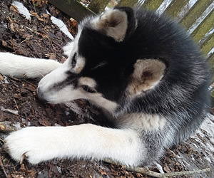Husky kutsikas (3 foto / 10)