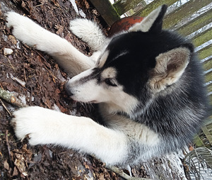 Husky kutsikas (4 foto / 10)
