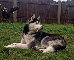 Husky kutsikas (9 foto / 10)