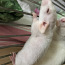 Крысята (фото #4)