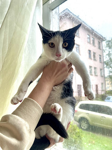 КОТЯТА ИЩЕТ ДОМ (5 фото из 6)