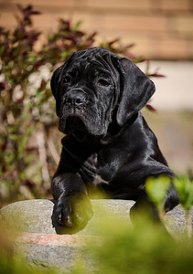 Cane corso cane corso kutsikad (7 foto / 8)