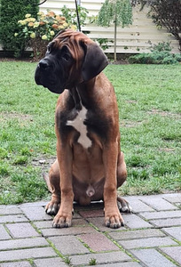 Cane Corso puppies Кане корсо щенки (3 фото из 3)