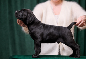 Cane Corso puppies Кане корсо щенки (3 фото из 4)