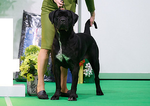 Cane Corso Cane Corso kutsikad (10 foto / 10)