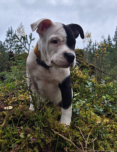 Amerikāņu stafordšīras terjers (2 foto no 4)