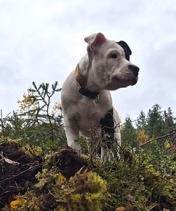 Amerikāņu stafordšīras terjers (3 foto no 4)
