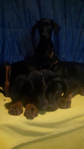 Dobermanis (2 foto no 3)