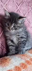 Котята (2 фото из 8)