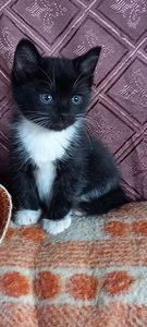 Котята (6 фото из 8)
