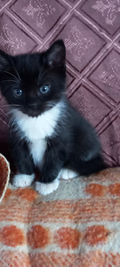 Котята (7 фото из 8)