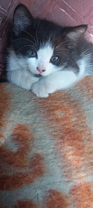 Домашние котята (2 фото из 3)
