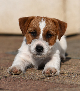 Jack Russell terjeri kutsikad (2 foto / 5)
