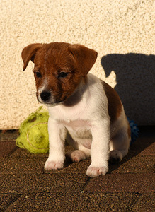Jack Russelli terjeri kutsikad (2 foto / 5)